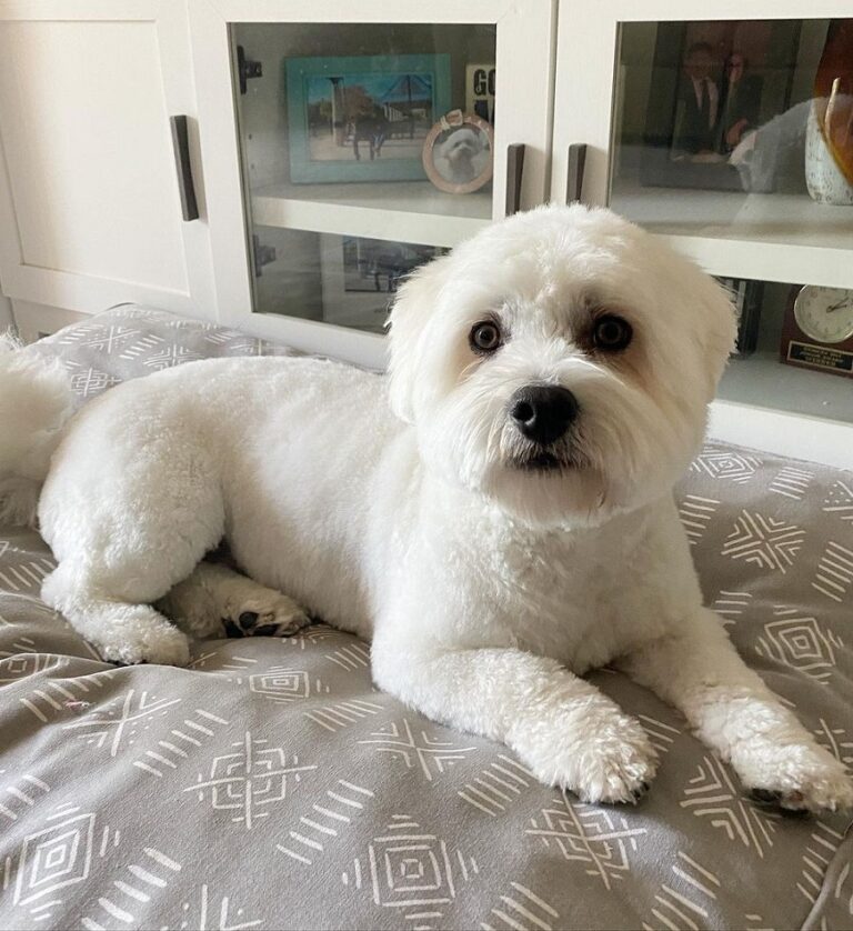 Stylish Coton De Tulear Haircuts In