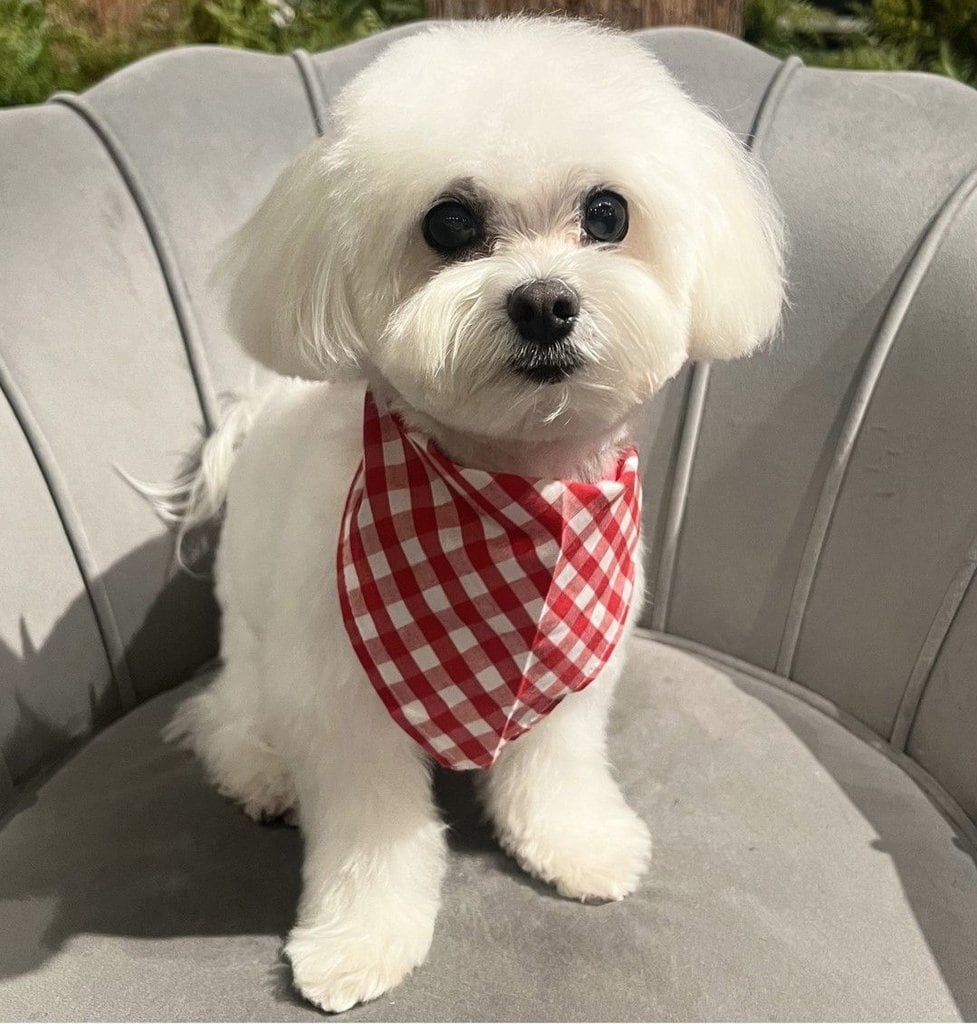 Bichon Frise Short On Top Long On The Sides Haircut 