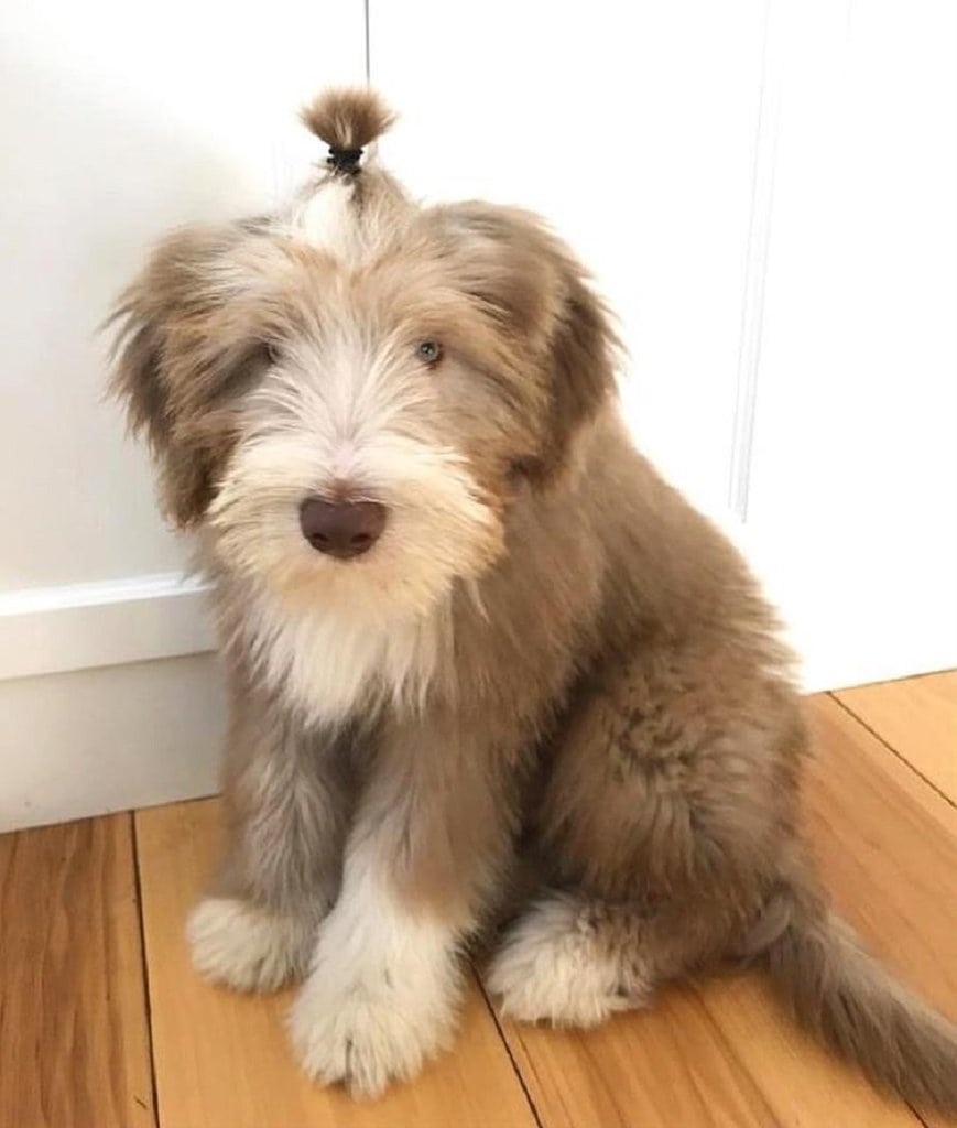 13 Creative Bearded Collie Haircut Styles