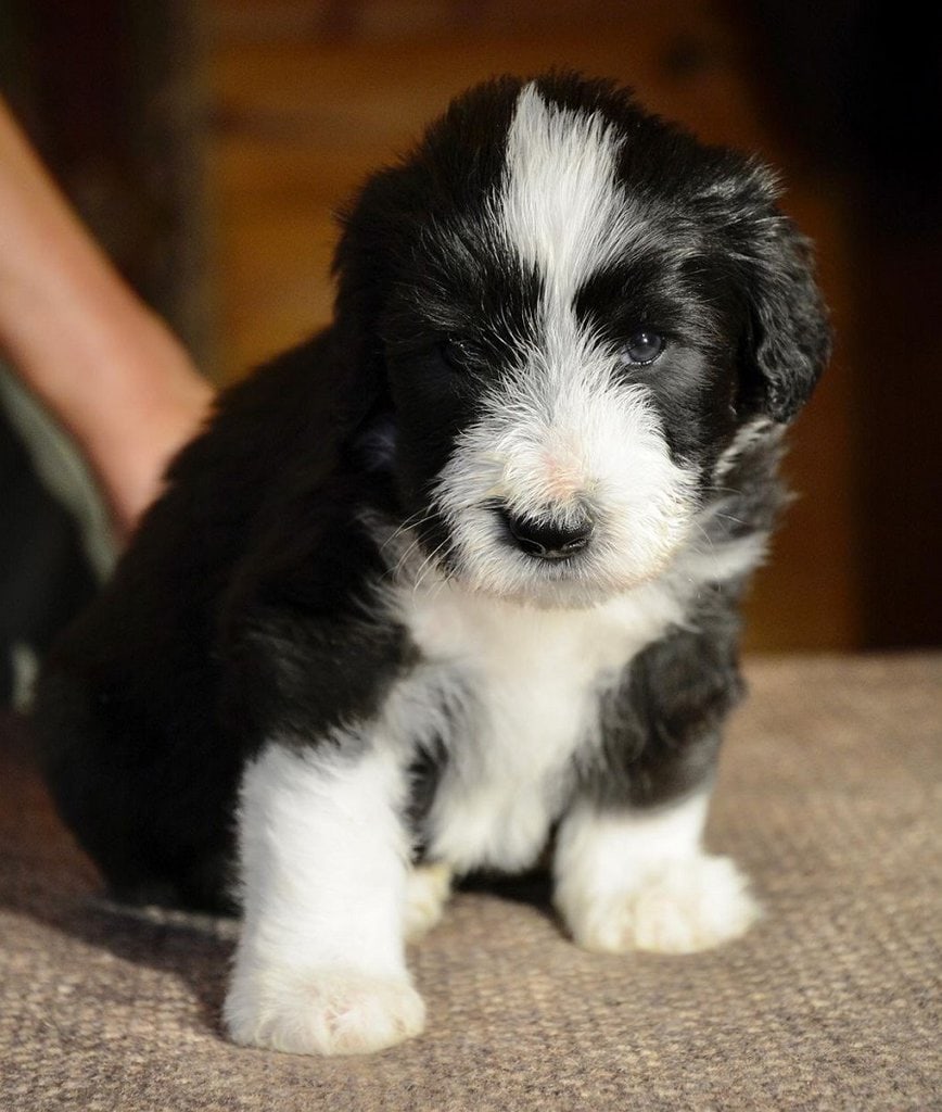 13 Creative Bearded Collie Haircut Styles