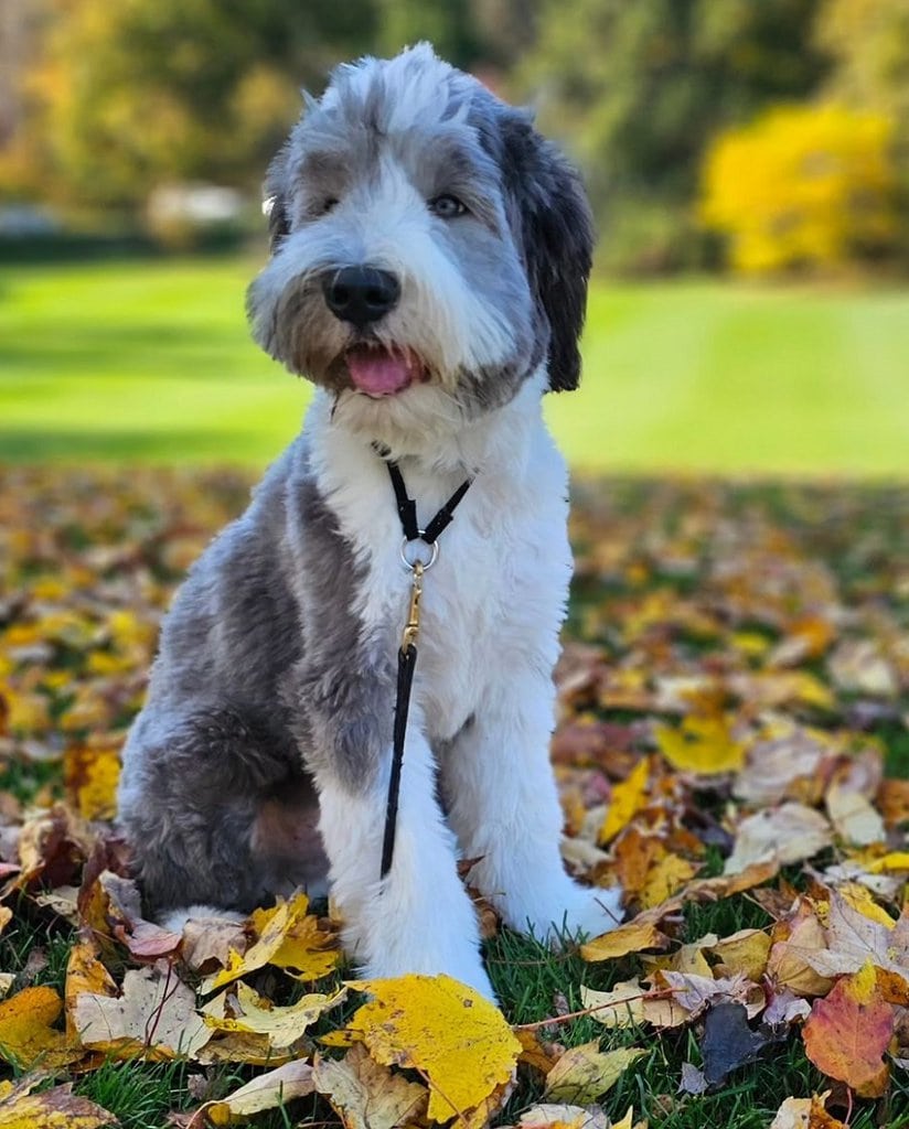 13 Creative Bearded Collie Haircut Styles