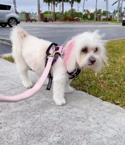 15 Stylish Coton de Tulear Haircuts in 2024