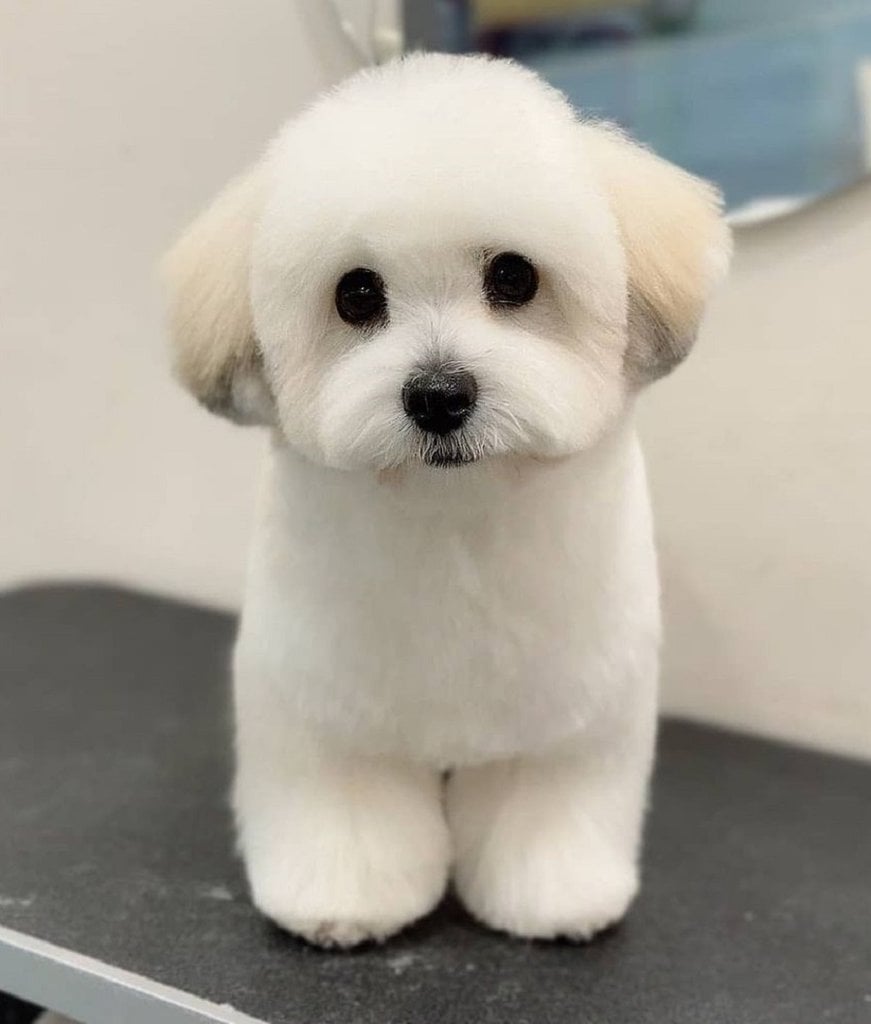 15 Stylish Coton de Tulear Haircuts in 2024