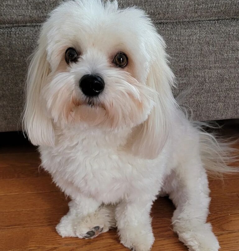 15 Stylish Coton de Tulear Haircuts in 2024