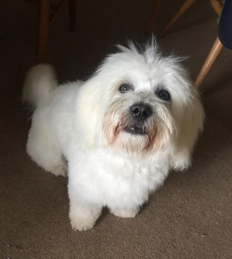 15 Stylish Coton de Tulear Haircuts in 2024