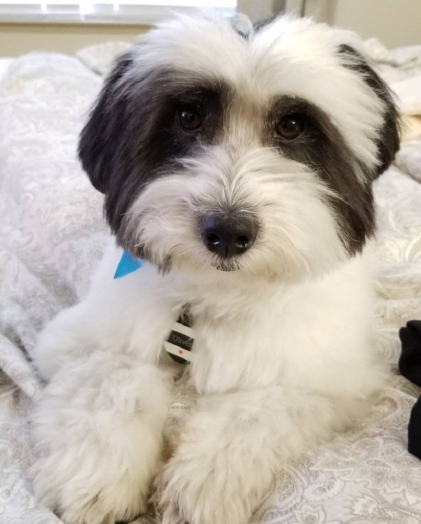 15 Stylish Coton de Tulear Haircuts in 2024