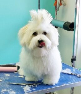 15 Stylish Coton de Tulear Haircuts in 2024