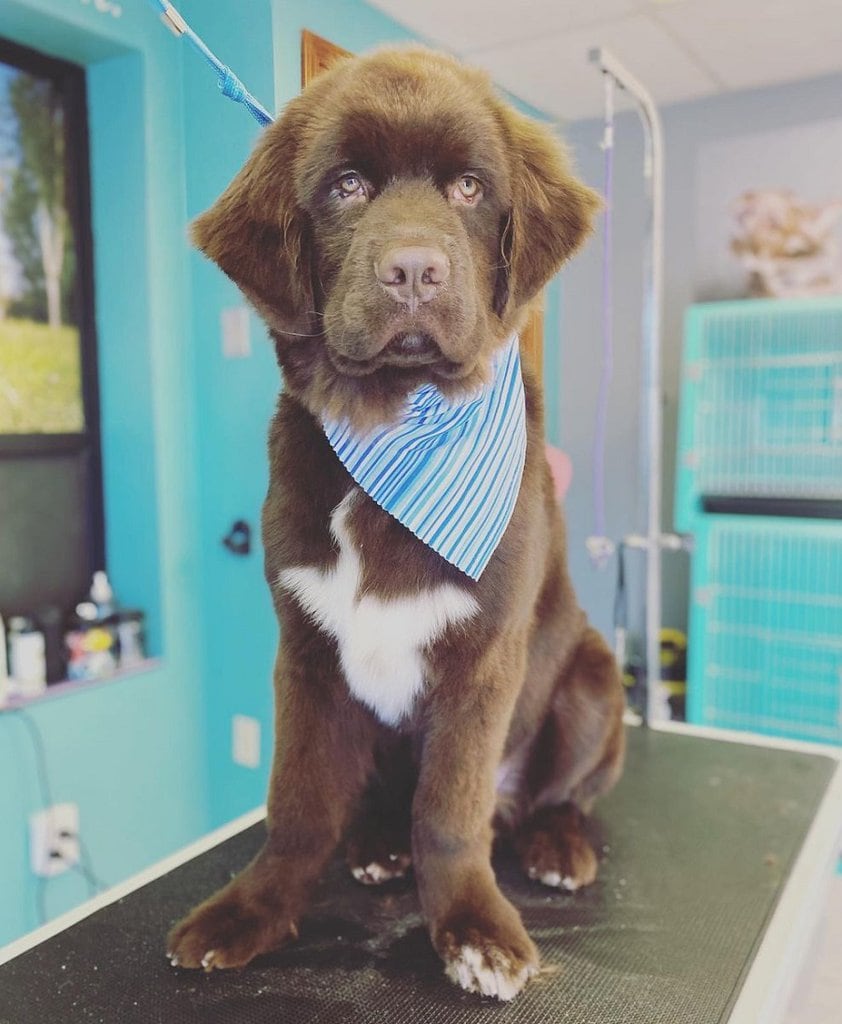 13 Unique Newfoundland Dog Haircut Ideas for Grooming